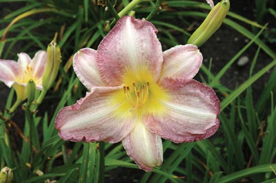 RUFFLED TOUCH OF PURPLE (VT)