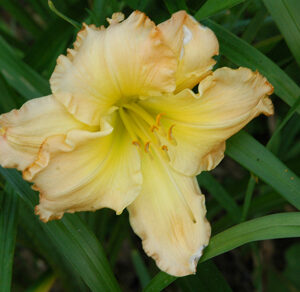 SIENNA RUFFLES