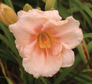 SILOAM APRICOT type