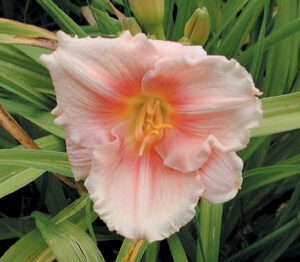 SILOAM PINK GLOW