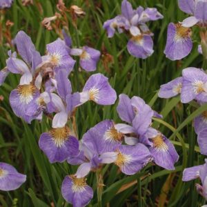 Iris siberica SUMMER SKY
