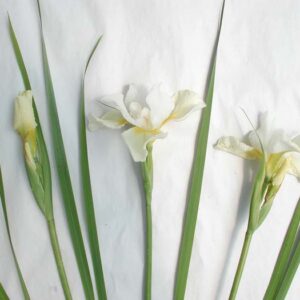 Iris siberica STAR CLUSTER