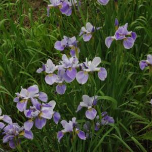 Iris siberica CHINA SPRING