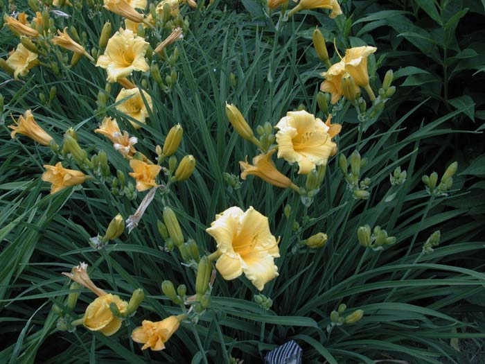 STELLA D'ORO