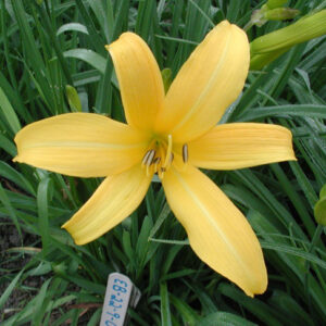 OLALLIE BABALOO (EB 22-9-01) (VT)