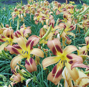 Early Bloomers