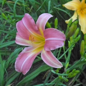FLEUR DE ROCAILLE