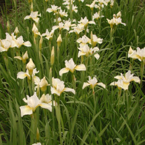 Iris siberica FLOATING ISLAND