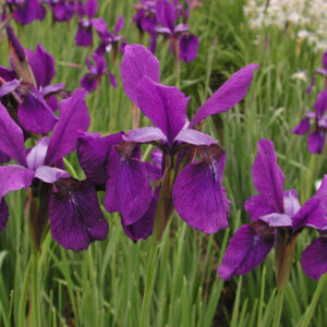 Iris siberica FROSTY RIM