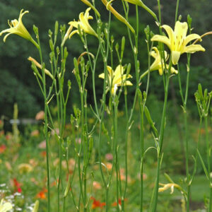H. citrina thunbergii?