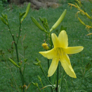 H. hakunensis  X H. citrina