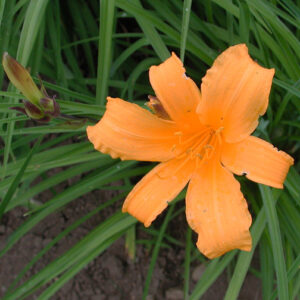 H. midd 'Japan Hybrid' red bract
