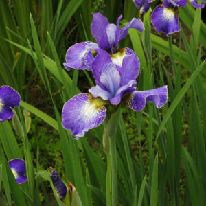 Iris siberica HARPSWELL SNOWBURST