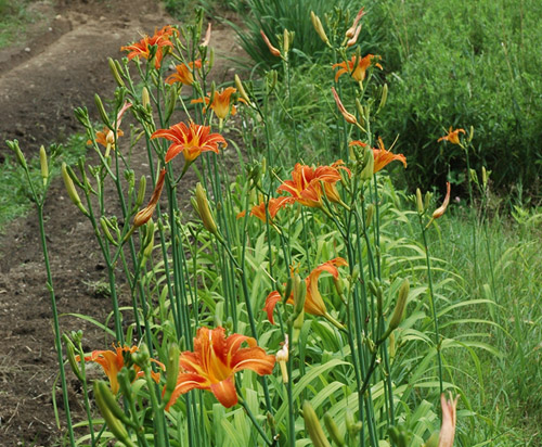 H. fulva