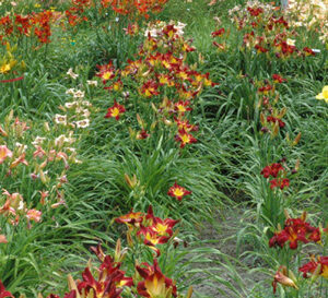 Season of Blooms