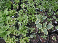 Potted Hostas