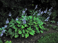 Field Grown Hostas