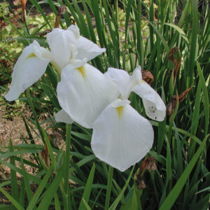 Iris  Japanese Iris White