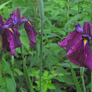 Iris ensata Japanese