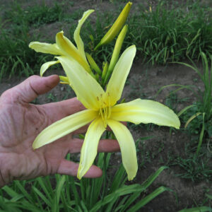 KINDLY LIGHT type (VT)