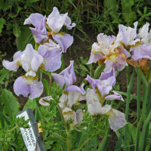 Iris siberica LAVENDER BOUNTY