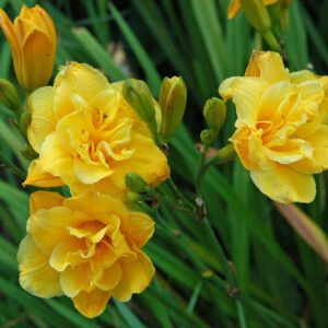 LITTLE CARNATION