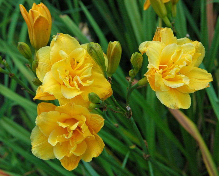 LITTLE CARNATION