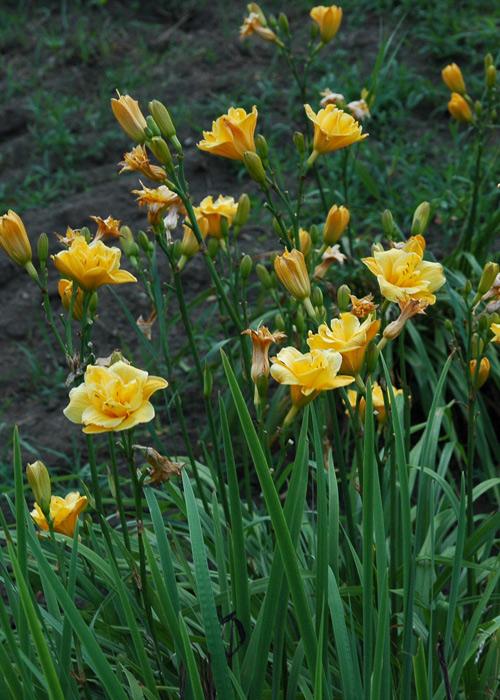 LITTLE CARNATION
