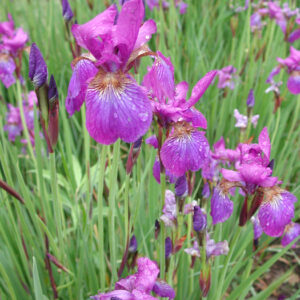 Iris siberica LITTLE TRICOLOR