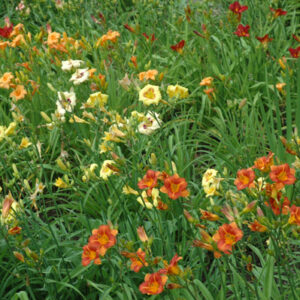 Miniature Mix