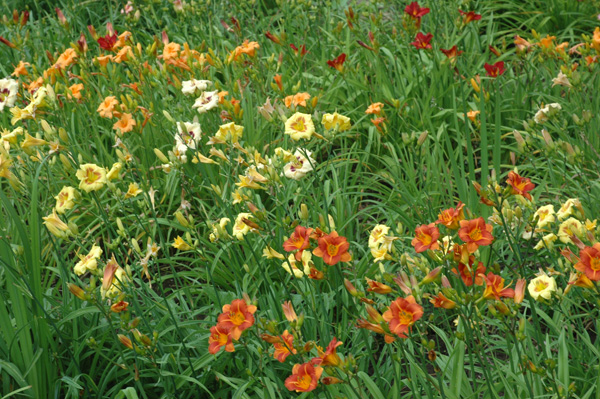 Miniature Mix