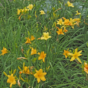 Sale Daylilies