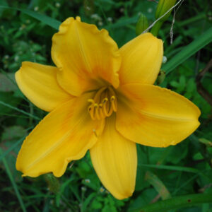 OLALLIE AUGUST ROSE