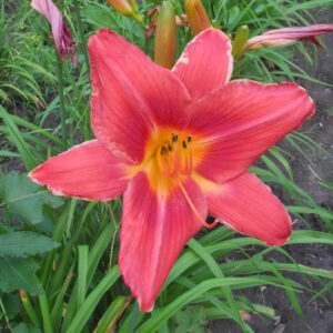 OLALLIE BURTON R (5-9-2020-26)