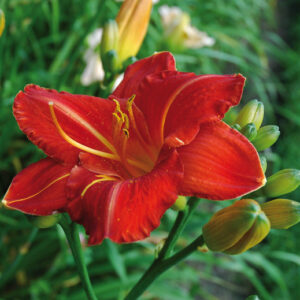 OLALLIE FIRECRACKER