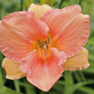 OLALLIE GABSTER (23-09)