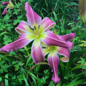 OLALLIE LEAH'S LIGHT (284-21)