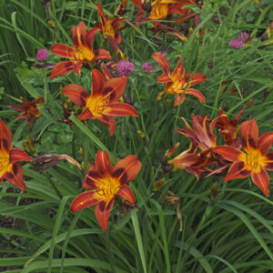 OLALLIE MAUREEN 