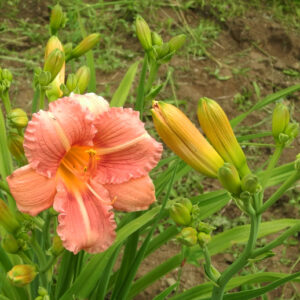 OLALLIE WILLIAM BROMELL (7-11)