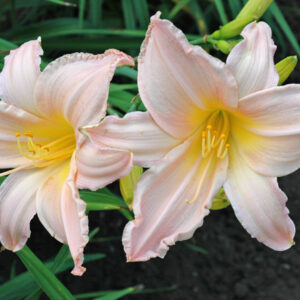 OLALLIE PINK LADY