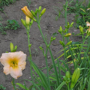 OLALLIE SHIRLEY WANETA (40-07)