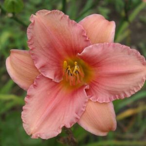 OLALLIE BRENNA LYNN RYAN (27-11)