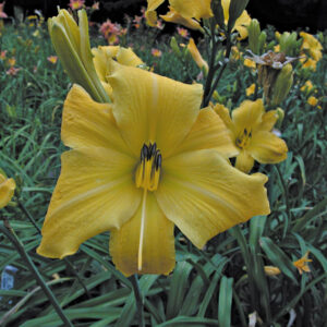 OLALLIE DENISE