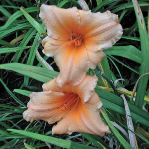 OLALLIE ELLEN