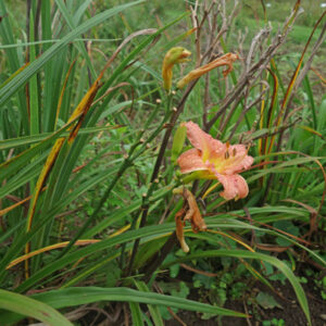 OLALLIE FLOYE'S FAVORITE (19-07)