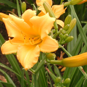 OLALLIE LASS