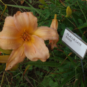 OLALLIE LATE RISER