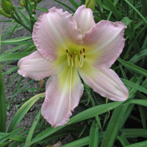 OLALLIE LAVENDER