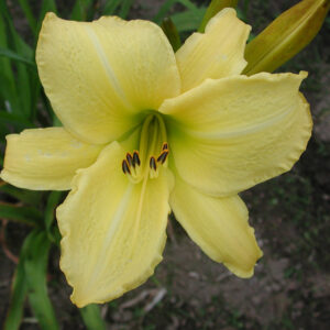 OLALLIE LIME