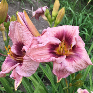 OLALLIE LOIS LORRAINE (16-05)